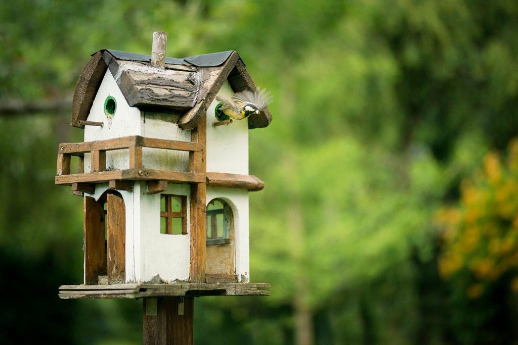 Bird House Hole Size Chart 5 Ultimate Guide For Optimal Birdhouse Openings